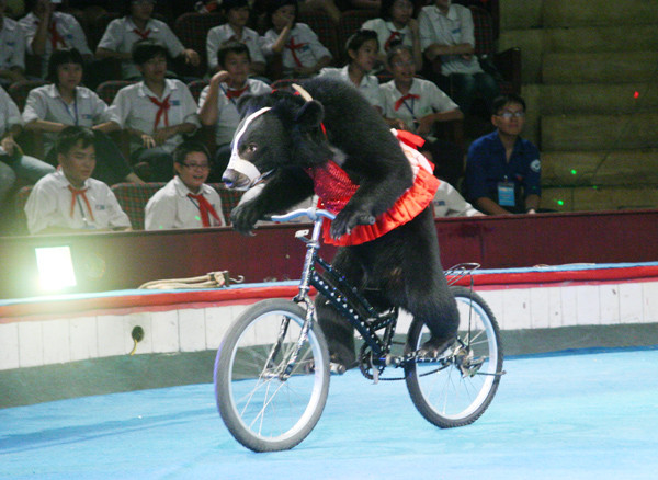 Gấu đi xe đạp