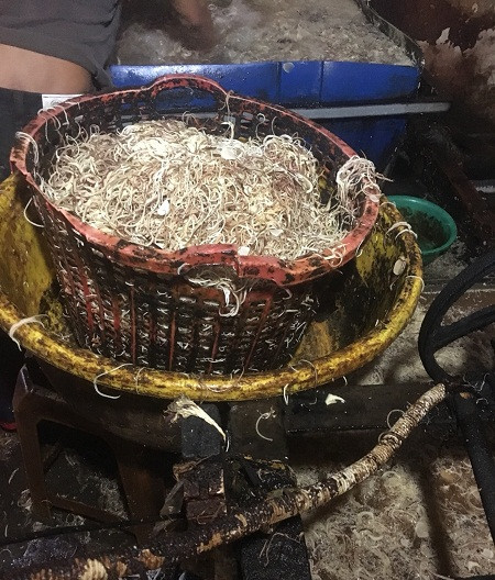 Kinh hoàng bắp chuối được 'tắm trắng' bằng hóa chất ảnh 2