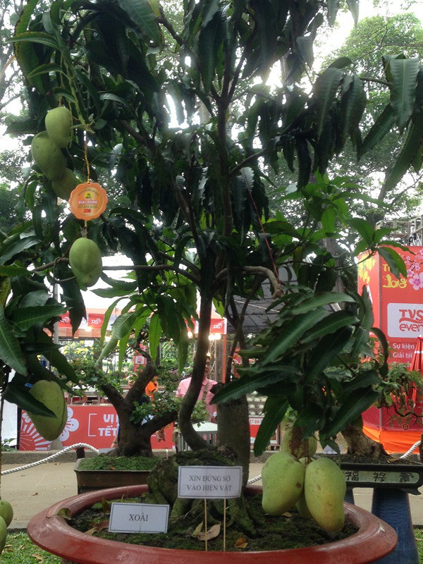 Mùng 3 tết, rủ nhau đi ngắm 'kỳ hoa dị thảo' ở Sài Gòn ảnh 7