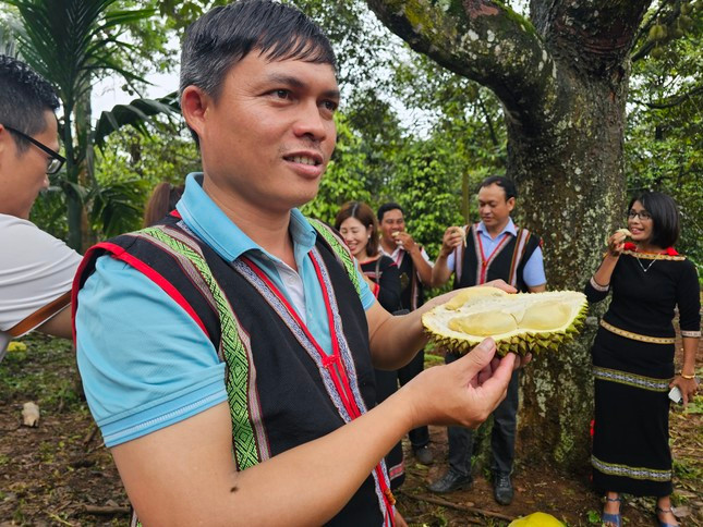 Những quả sầu riêng tươi ngon tại "thủ phủ" sầu riêng Krông Pắc. Những quả sầu riêng tươi ngon tại "thủ phủ" sầu riêng Krông Pắc.