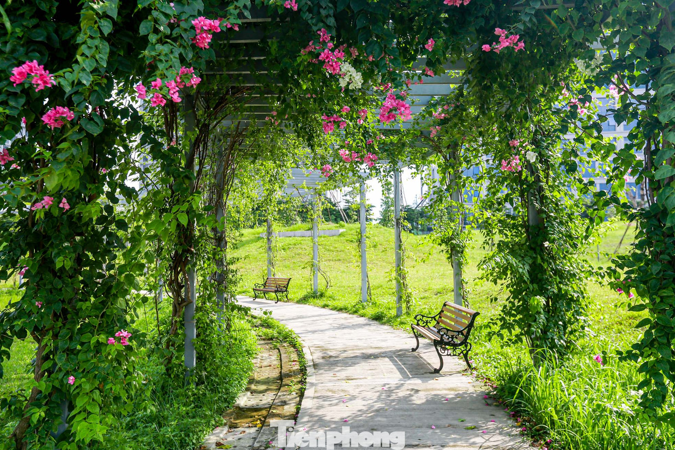 Khung cảnh lãng mạn với dàn hoa tường vi.