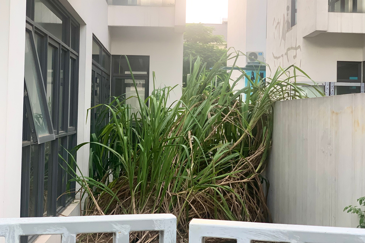 Cỏ mọc um tùm các lối quanh biệt thự.