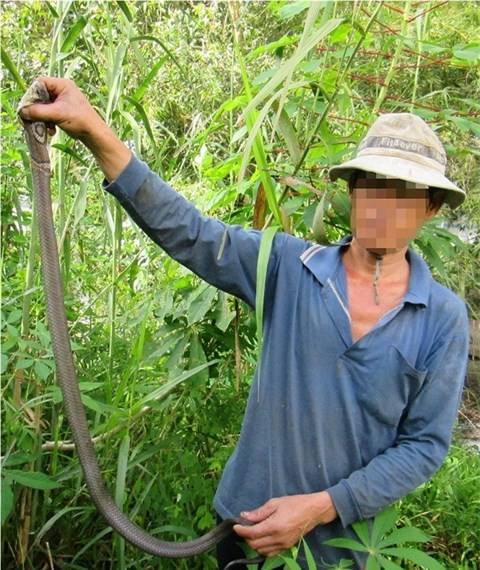 Đánh đu mạng sống để “thu phục” rắn độc ảnh 3