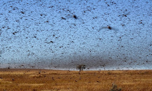 Trung Quốc tung 'đội quân gà' đối phó đại dịch châu chấu ảnh 1