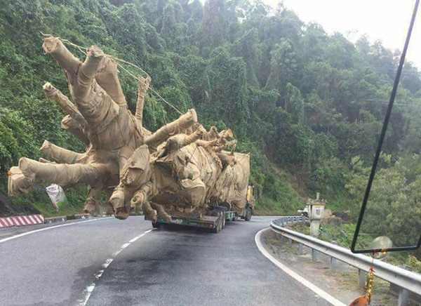 Tiết lộ của ông chủ doanh nghiệp chuyên chở cây 'quái thú' ảnh 1