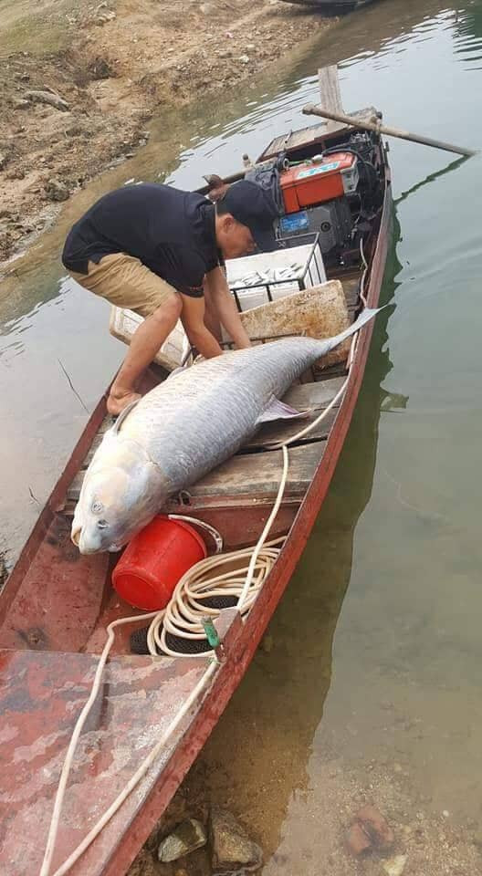 Cá trắm đen khổng lồ, nặng 61kg dính lưới ngư dân ở hồ Thác Bà ảnh 2