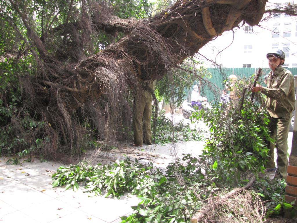 Lực lượng công ty công viên cây xanh Hà Nội thu dọn cây gãy đổ. Ảnh: Tuấn Nguyễn