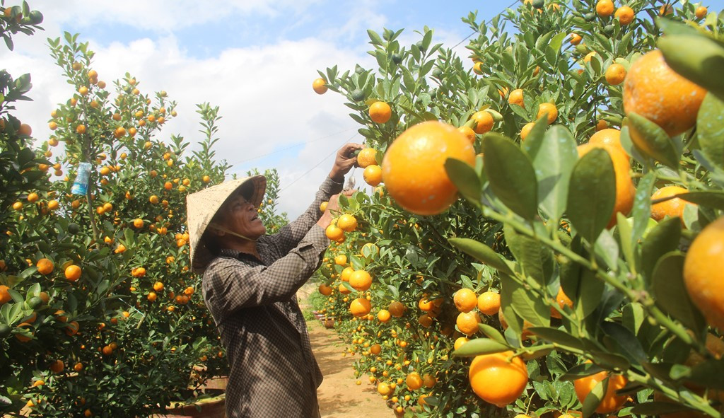 Cây cảnh độc lạ hút khách dịp Tết ảnh 1