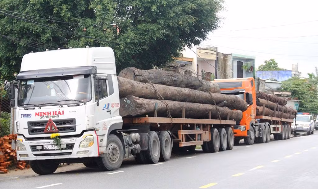Bắt 4 xe container vận chuyển hàng chục cây 'khủng' không rõ nguồn gốc ảnh 1