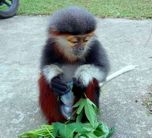 Đề nghị cứu hộ cá thể Voọc chà vá chân nâu quý hiếm ảnh 1