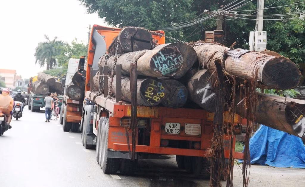 Bắt 4 xe container vận chuyển hàng chục cây 'khủng' không rõ nguồn gốc ảnh 2