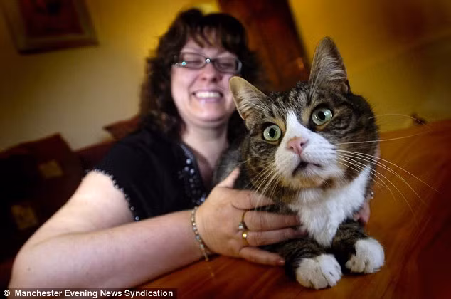 Chú mèo Oliver chính là ... thủ phạm của vụ mất đồ trang sức . Chú mèo Oliver chính là ... thủ phạm của vụ mất đồ trang sức