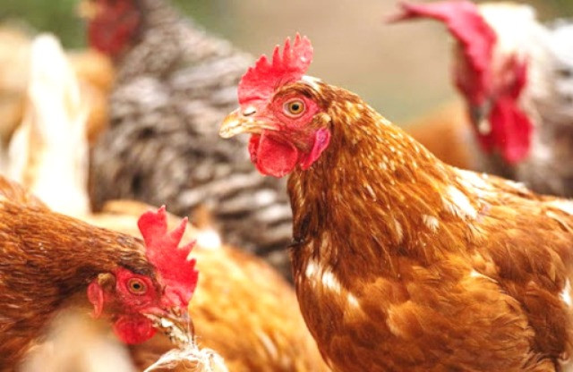 Cúm gia cầm có nguy cơ xâm nhập và mức độ lây lan cao, cộng đồng cần chủ động bảo vệ sức khỏe Cúm gia cầm có nguy cơ xâm nhập và mức độ lây lan cao, cộng đồng cần chủ động bảo vệ sức khỏe