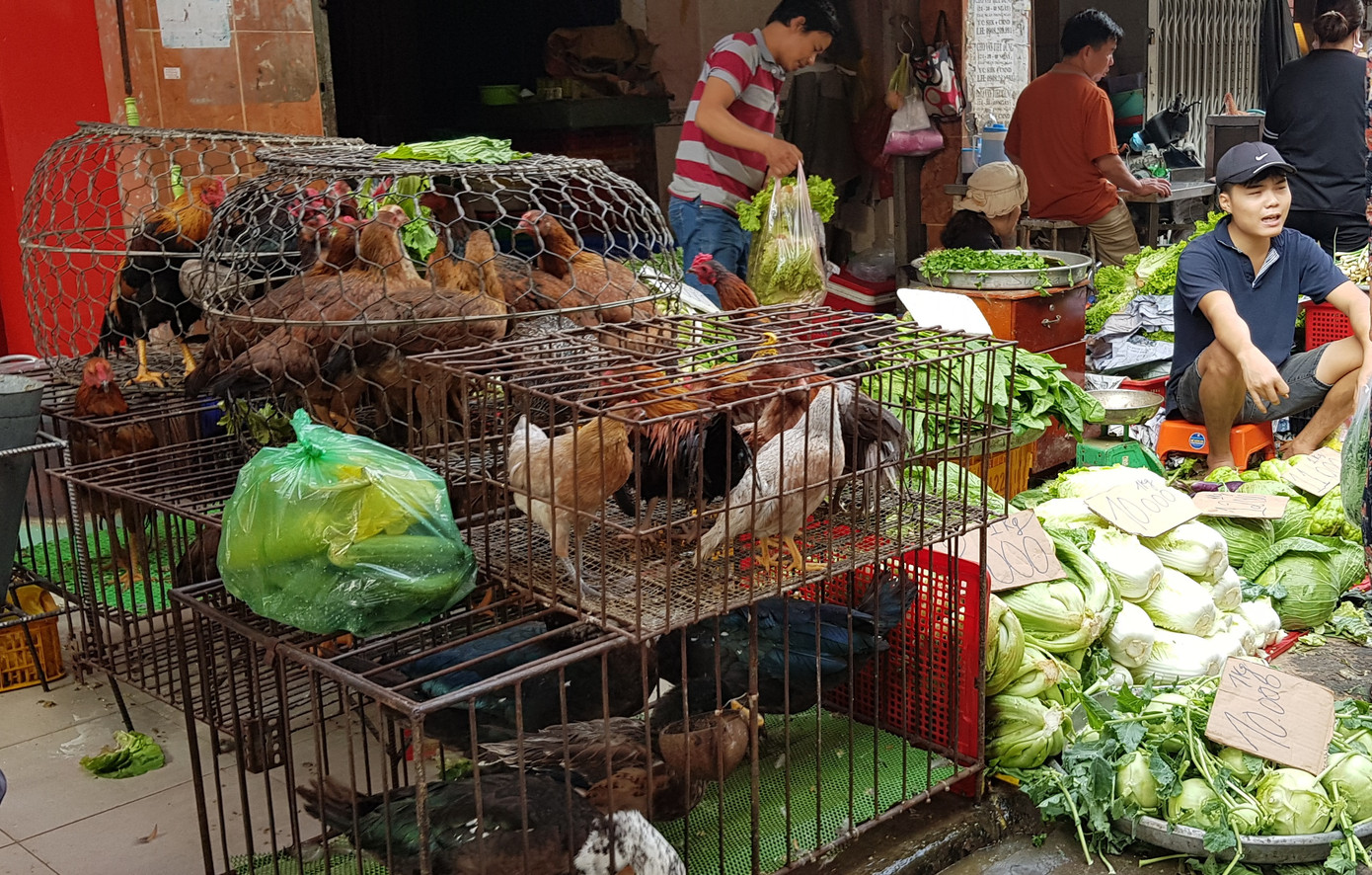 Dịch bệnh có nguy cơ xâm nhập ở mức cao nhưng hoạt động mua bán gia cầm sống vẫn diễn ra công khai ở nhiều nơi tại TPHCM