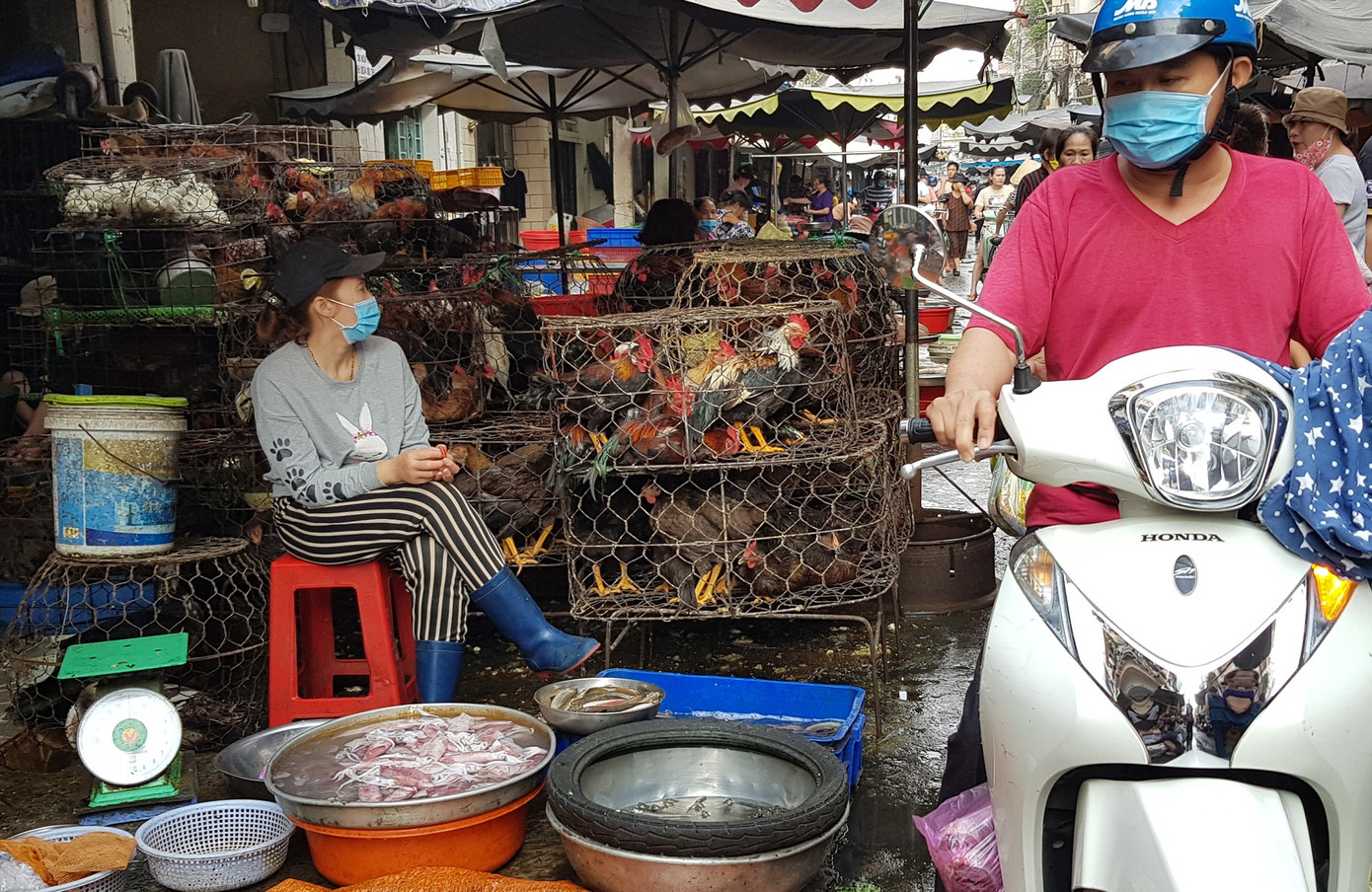 Gia cầm sống được bán tại chợ tự phát (phía sau chợ Phạm Văn Hai, quận Tân Bình)