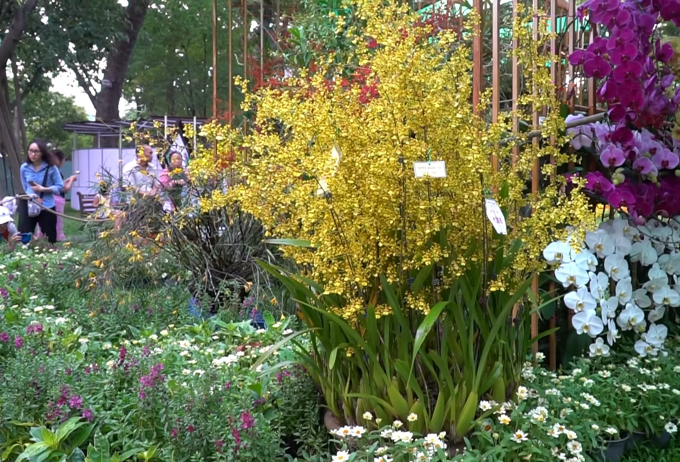 Nhiều loài hoa lan quý hiếm dự kiến sẽ quy tụ về TPHCM dự Festival Hoa lan lần thứ hai