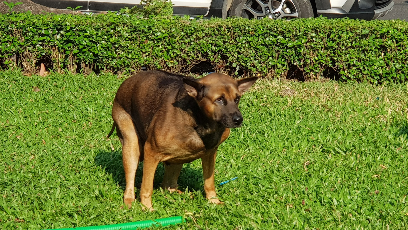 Không chỉ phóng uế, tất cả chó xuất hiện tại các công viên đều không được rọ mõm nhưng hoàn toàn không có sự can thiệp hoặc nhắc nhở của cơ quan chức năng