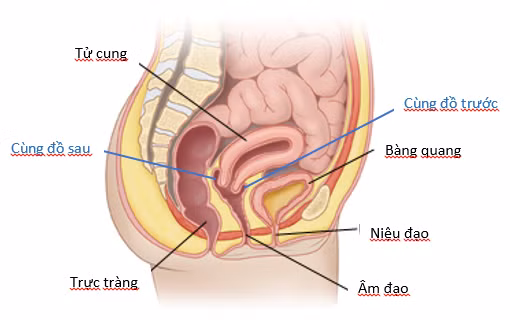 Cấu tạo trên hình ảnh mô phỏng giải phẫu vùng cùng đồ ở phụ nữ Cấu tạo trên hình ảnh mô phỏng giải phẫu vùng cùng đồ ở phụ nữ