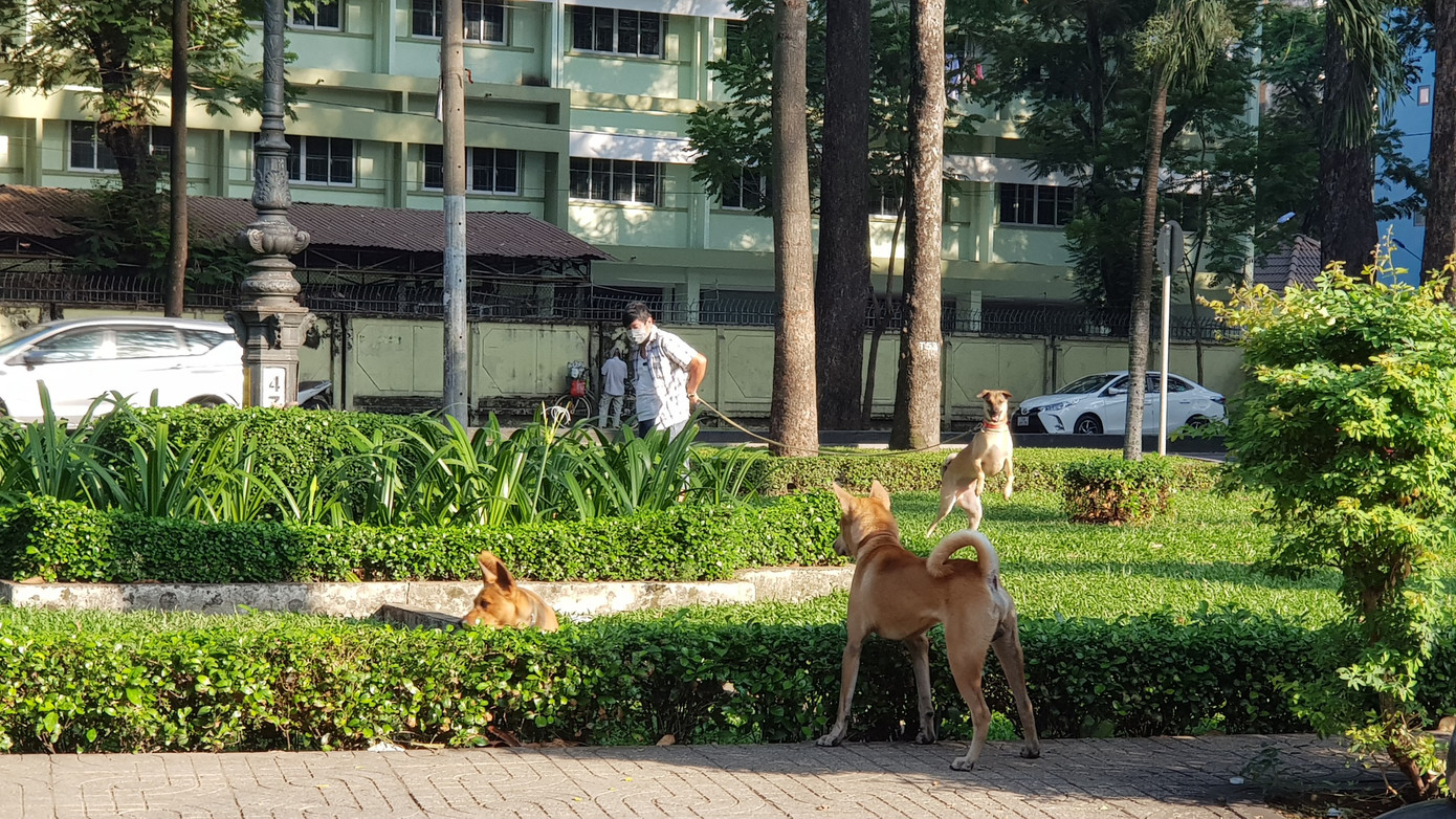 Không chỉ con người phóng uế bừa bãi, công viên đang là nơi nhiều người dắt chó vào hoặc thả rông cho chúng đi vệ sinh