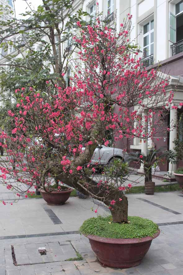 Vì sao lại bày đào, quất trong nhà dịp Tết? ảnh 2