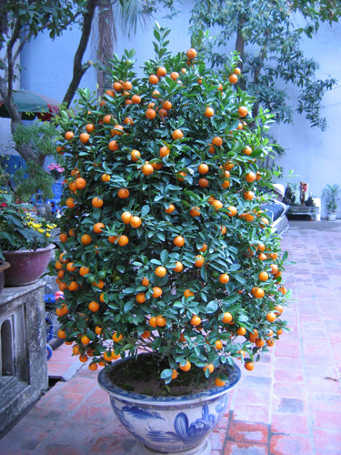 Vì sao lại bày đào, quất trong nhà dịp Tết? ảnh 1