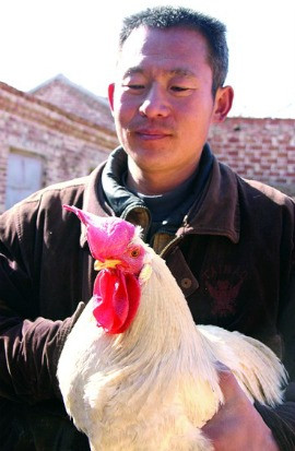 Chú gà trống biết đẻ trứng và ông Geng. Chú gà trống biết đẻ trứng và ông Geng