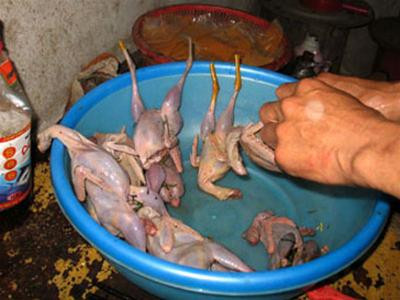 Cò bị bẫy và giết thịt