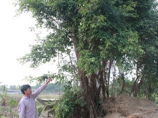 Ông Hoàng Văn Dào đang chỉ vị trí cây phát hiện xác chết.