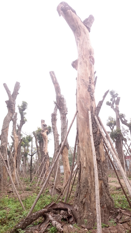 Nghi vấn xà cừ cổ thụ từ dự án đường sắt Cát Linh - Hà Đông chết hàng loạt ảnh 9