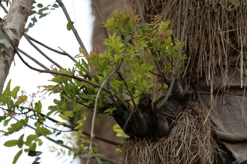 Nghi vấn xà cừ cổ thụ từ dự án đường sắt Cát Linh - Hà Đông chết hàng loạt ảnh 8