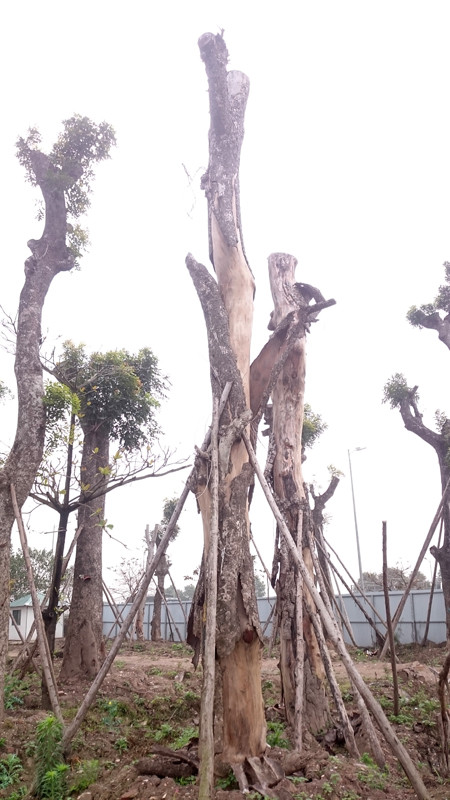 Nghi vấn xà cừ cổ thụ từ dự án đường sắt Cát Linh - Hà Đông chết hàng loạt ảnh 10