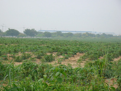 KCN Nhơn Trạch 6 đang được cho dân thuê trồng sắn. KCN Nhơn Trạch 6 đang được cho dân thuê trồng sắn