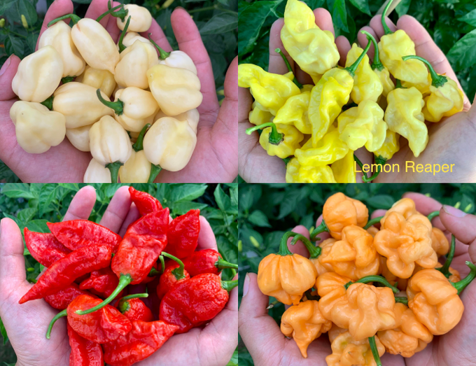 Những giống ớt nhiều màu sắc trong khu vườn của anh Nhân (Ảnh: NVCC) Những giống ớt nhiều màu sắc trong khu vườn của anh Nhân (Ảnh: NVCC)