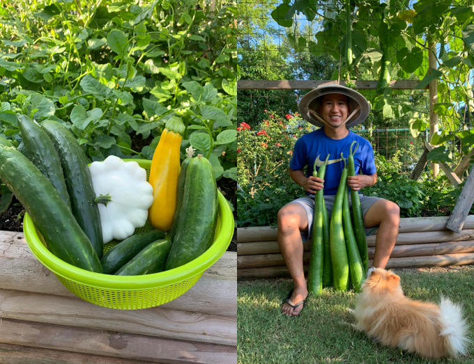 "Người nông dân" thu hoạch các loại rau củ khác trong khu vườn (Ảnh: NVCC) "Người nông dân" thu hoạch các loại rau củ khác trong khu vườn (Ảnh: NVCC)