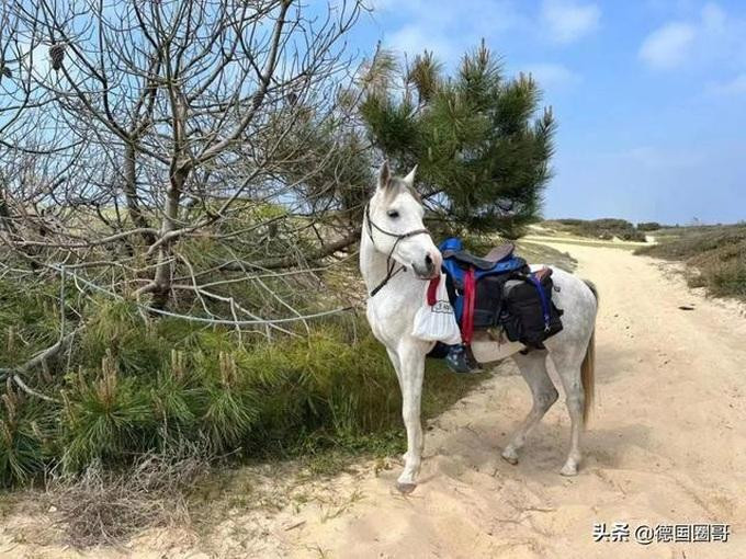 Chú ngựa trắng được Dư Trí Hiển xem như "báu vật" trên đường về quê (Ảnh: Zh). Chú ngựa trắng được Dư Trí Hiển xem như "báu vật" trên đường về quê (Ảnh: Zh).