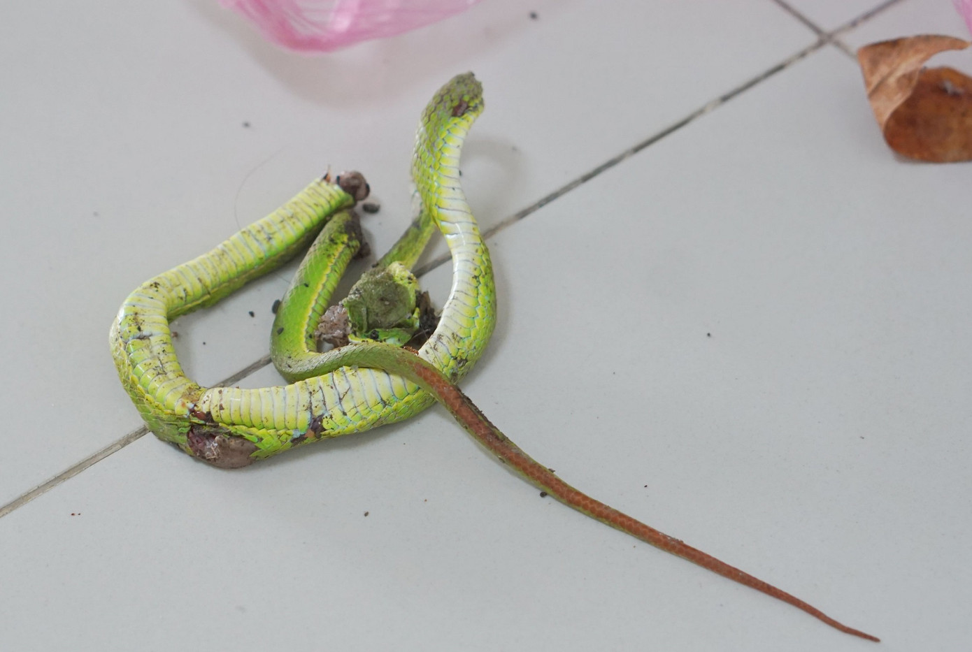 Xác rắn lục đuôi đỏ bị tiêu diệt thân nhân người bệnh mang đến bệnh viện đã giúp bác sĩ xác định loài và độc tố từ đó có chỉ định điều trị phù hợp Xác rắn lục đuôi đỏ bị tiêu diệt thân nhân người bệnh mang đến bệnh viện đã giúp bác sĩ xác định loài và độc tố từ đó có chỉ định điều trị phù hợp