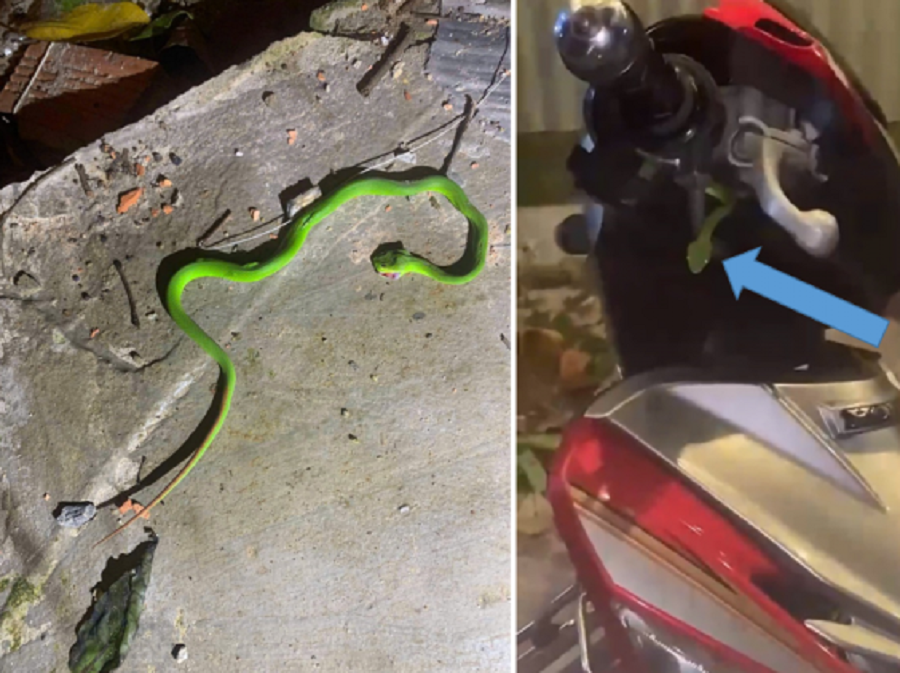 Con rắn lục đuôi đỏ núp trong xe đã tấn công để tự vệ khiến bệnh nhân nhiễm độc nặng (ảnh: gia đình người bệnh cung cấp)