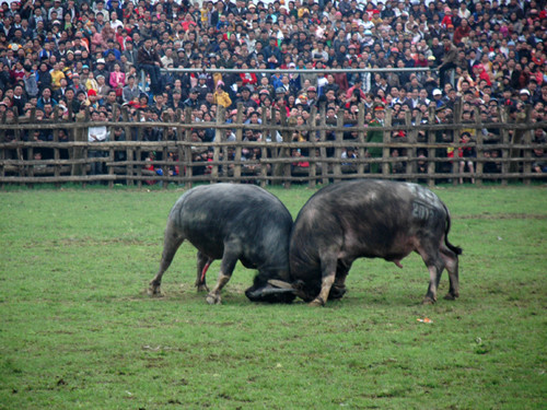 Khán giả được xem những trận đấu vô cùng kịch tính, quyết liệt