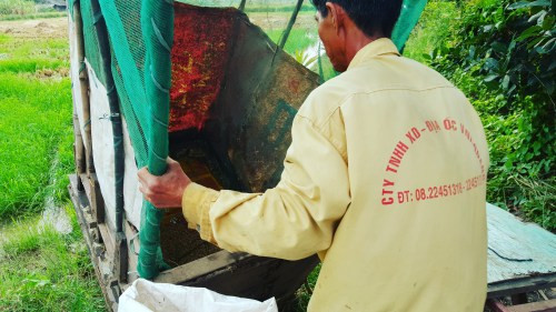 Lão nông Sài Gòn thu hoạch lúa đón Tết giữa những toà nhà cao tầng ảnh 9