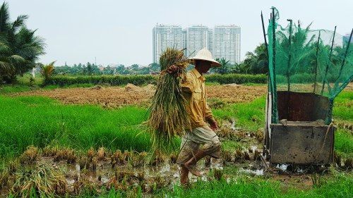 Lão nông Sài Gòn thu hoạch lúa đón Tết giữa những toà nhà cao tầng ảnh 1
