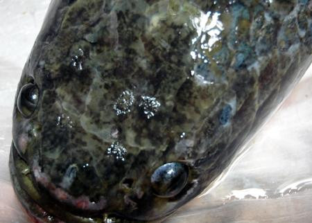 Những cụm chấm trắng trên đầu cá được xem là các dòng Hán tự