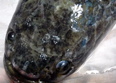 Những cụm chấm trắng trên đầu cá được xem là các dòng Hán tự