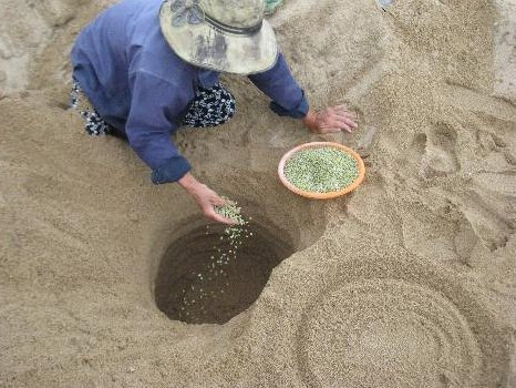 Bà Lệ gắn bó với nghề làm giá trong cát 30 năm nay. Ảnh: Nông nghiệp Việt Nam.