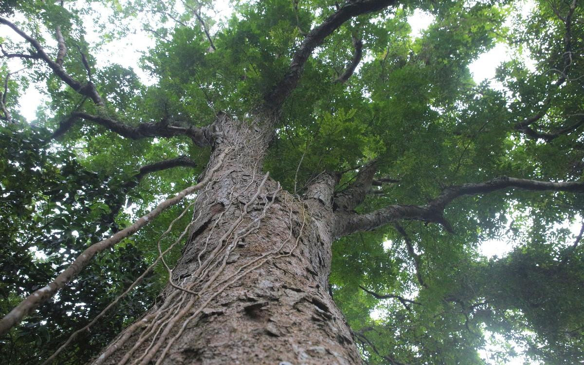 Cây lim xanh cao khoảng 30m, thân tròn nằm giữa rừng thuộc xã Hậu Thành, huyện Yên Thành (Nghệ An) Cây lim xanh cao khoảng 30m, thân tròn nằm giữa rừng thuộc xã Hậu Thành, huyện Yên Thành (Nghệ An)