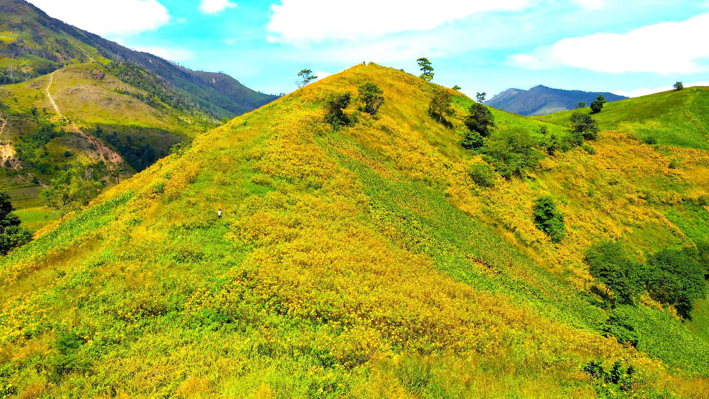 Núi lửa Chư Đăng Ya được bao phủ bởi sắc vàng hoa dã quỳ