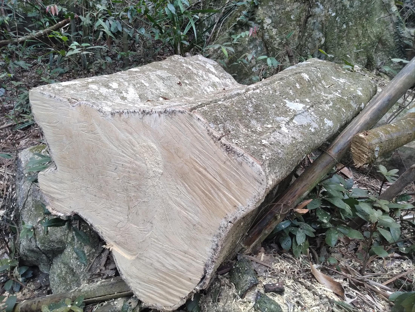 Hiện trường chặt phá rừng đặc dụng Tây Yên Tử Ảnh: Nguyễn Thắng