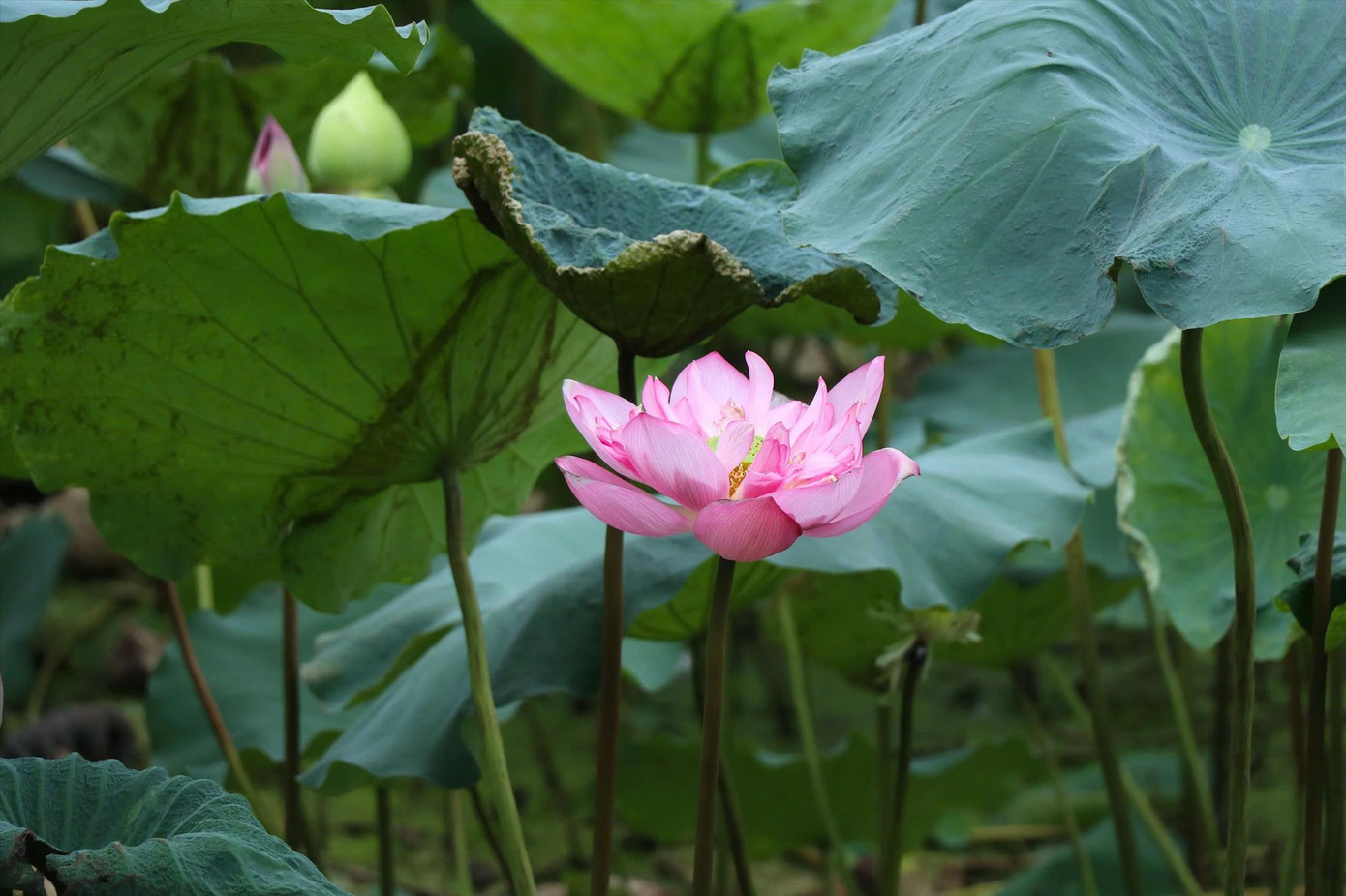 Sen bách diệp được trồng khôi phục tại đầm Đầu Đồng. Sen bách diệp được trồng khôi phục tại đầm Đầu Đồng.