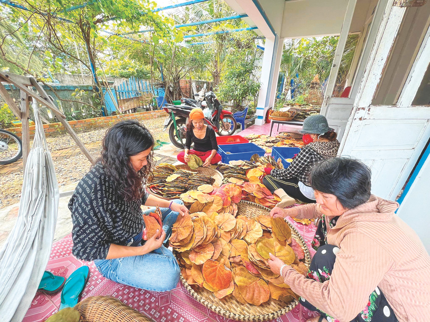 Dân làng chài Phú Yên thu gom, phân loại lá tra để làm đĩa lá ép