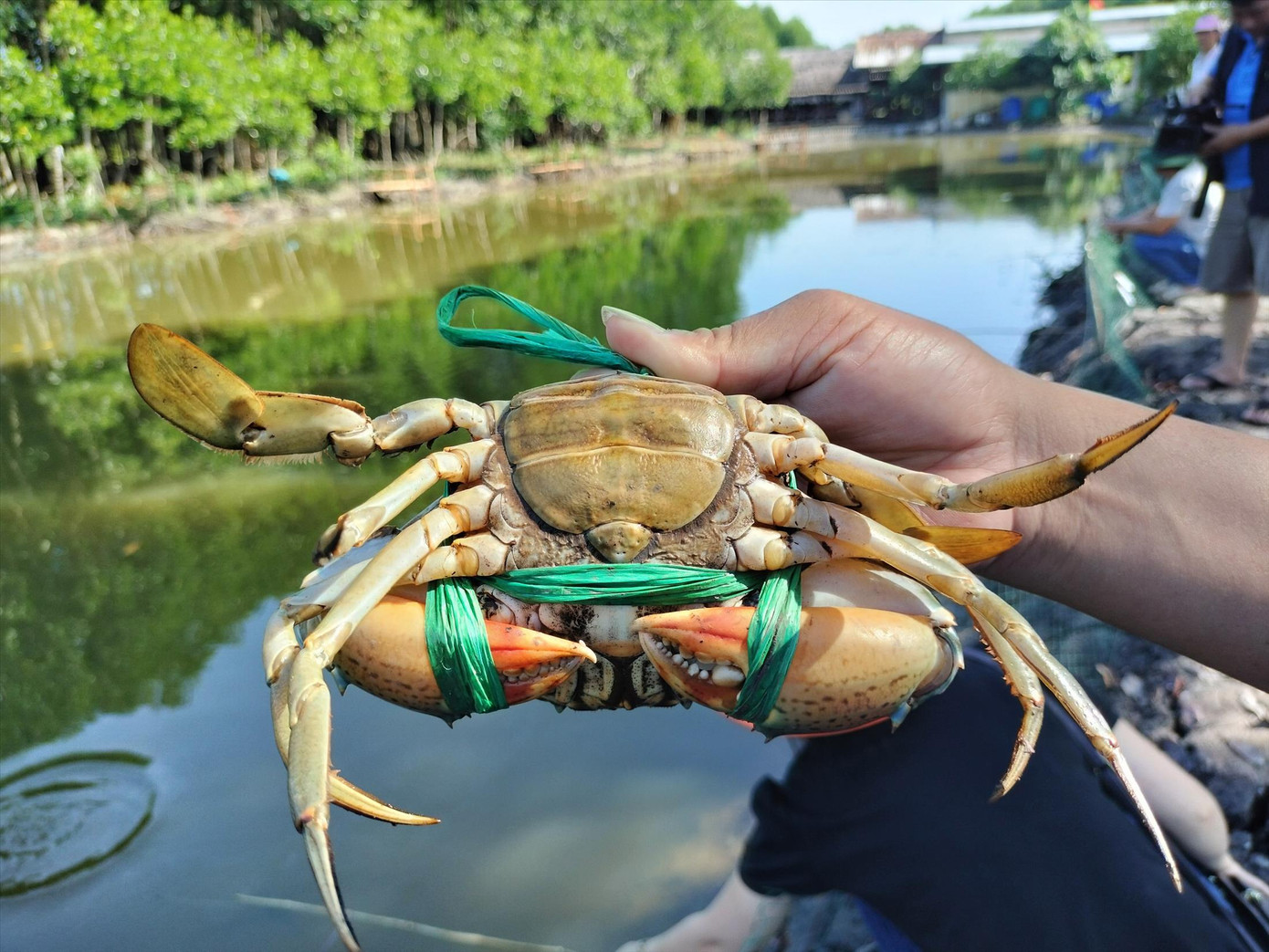 Cua Năm Căn có giá 800.000 đồng/kg