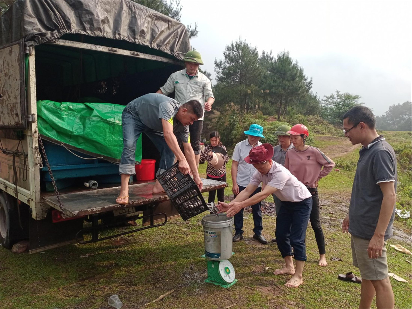 Trung tâm Khuyến nông Lạng Sơn hỗ trợ cá nheo Mỹ giống cho nhân dân Ảnh: Duy Hà